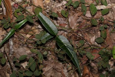 Leichhardtia coronata, photographed by Greg Tasney