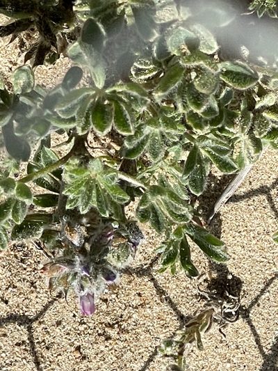 Lupinus nipomensis, photographed by Leah Gardner