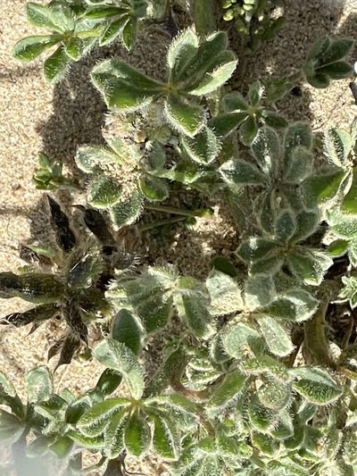 Lupinus nipomensis, photographed by Leah Gardner