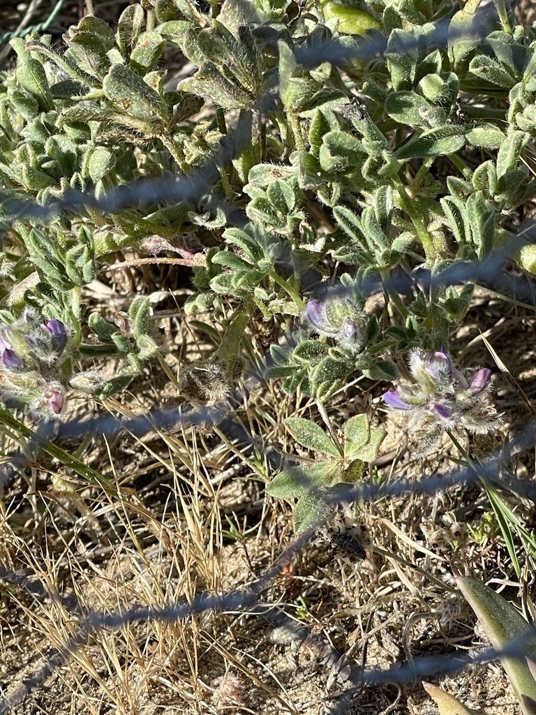 Lupinus nipomensis, photographed by Leah Gardner