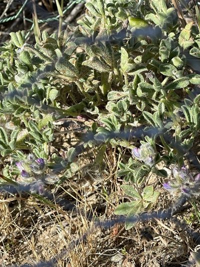 Lupinus nipomensis, photographed by Leah Gardner