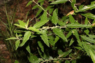 Olearia nernstii, photographed by Greg Tasney