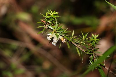 Styphelia sieberi, photographed by Greg Tasney