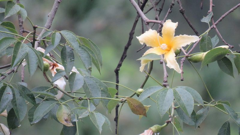 Ceiba chodatii, photographed by Patricio Cowper Coles