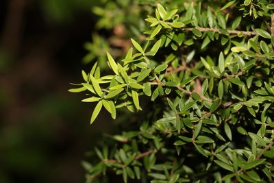 Acrotriche aggregata, photographed by Greg Tasney