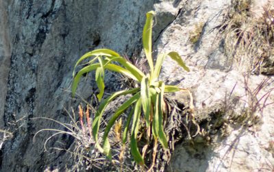Agave vilmoriniana, photographed by Gonzalo Zepeda Martínez