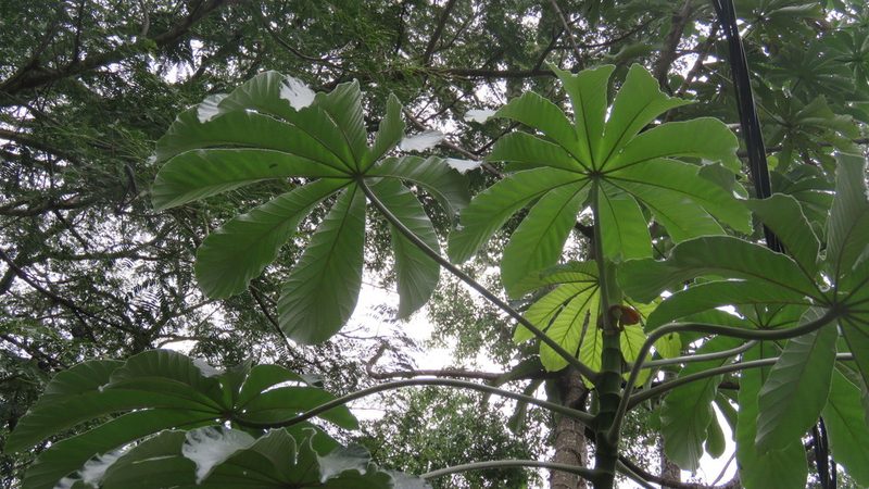 Cecropia pachystachya, photographed by Patricio Cowper Coles