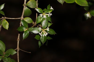 Alyxia ruscifolia, photographed by Greg Tasney