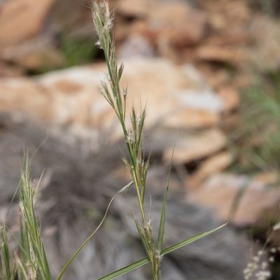 Cymbopogon ambiguus, photographed by Kym Nicolson