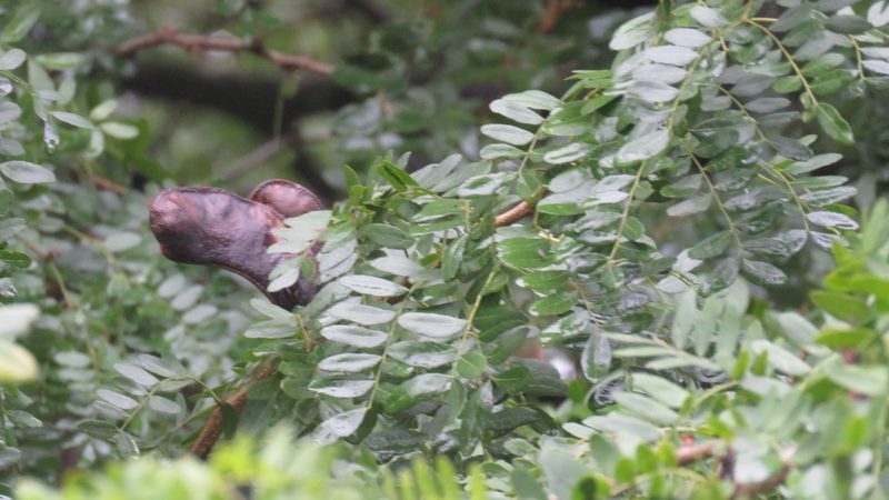 Gleditsia amorphoides, photographed by Patricio Cowper Coles