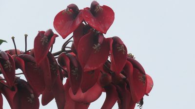 Erythrina crista-galli, photographed by Patricio Cowper Coles
