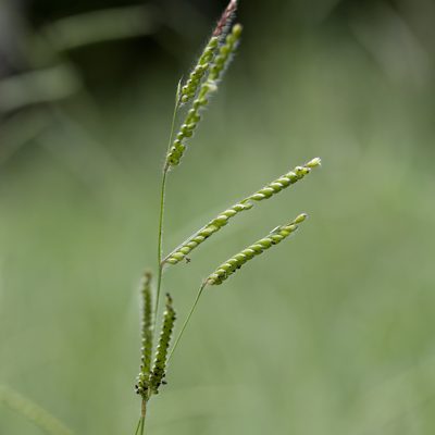Urochloa eminii, photographed by Kym Nicolson