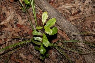 Myrsine variabilis, photographed by Greg Tasney