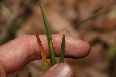Lomandra multiflora, photographed by Greg Tasney
