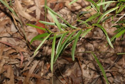 Denhamia silvestris, photographed by Greg Tasney