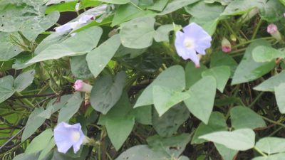 Ipomoea nil, photographed by Patricio Cowper Coles
