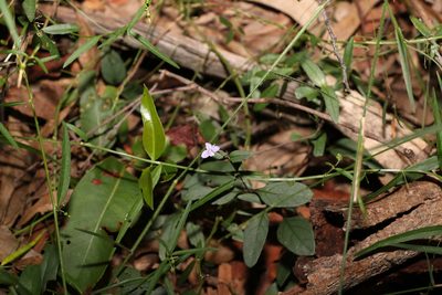Pseuderanthemum variabile, photographed by Greg Tasney