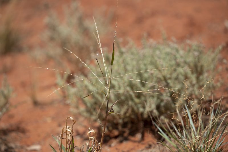 Digitaria divaricatissima, photographed by Kym Nicolson