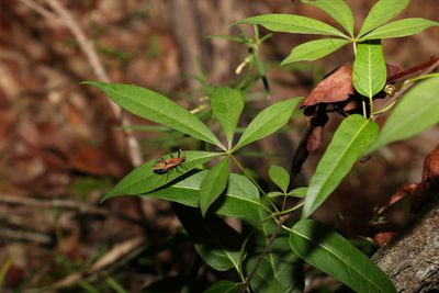Clematicissus opaca, photographed by Greg Tasney