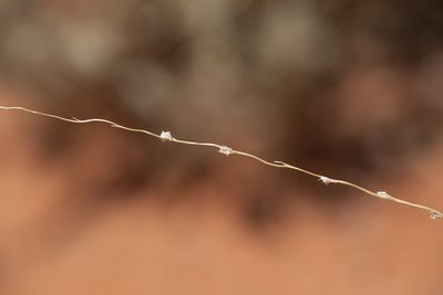 Digitaria divaricatissima, photographed by Kym Nicolson