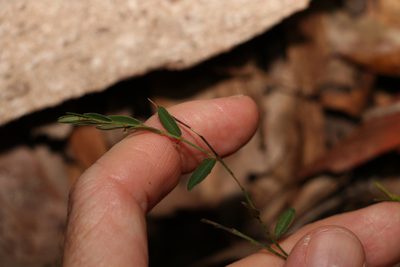 Phyllanthus virgatus, photographed by Greg Tasney