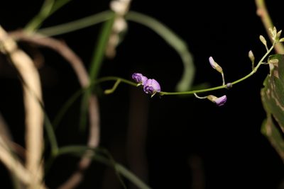 Glycine clandestina, photographed by Greg Tasney