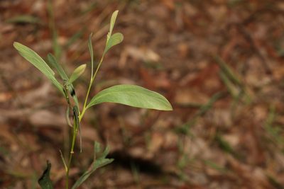 Acacia falcata, photographed by Greg Tasney