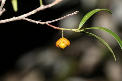 Denhamia silvestris, photographed by Greg Tasney