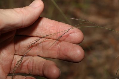 Microlaena stipoides, photographed by Greg Tasney