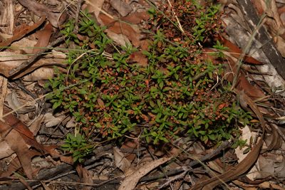 Pomax umbellata, photographed by Greg Tasney