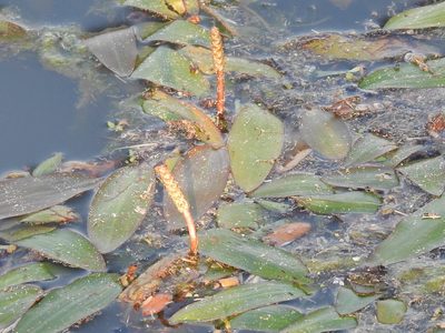 Potamogeton nodosus, photographed by Sam Kieschnick