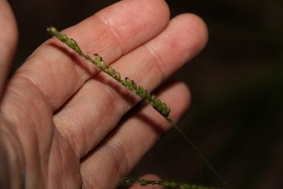 Urochloa eminii, photographed by Greg Tasney