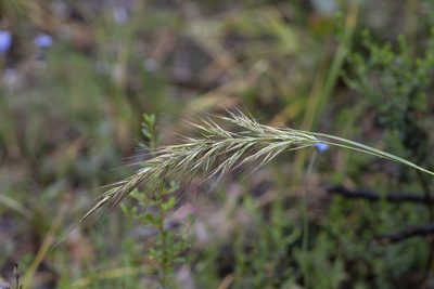 Dichelachne crinita, photographed by Kym Nicolson