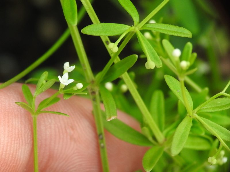 Hydrogalium claytonii, photographed by Sam Kieschnick