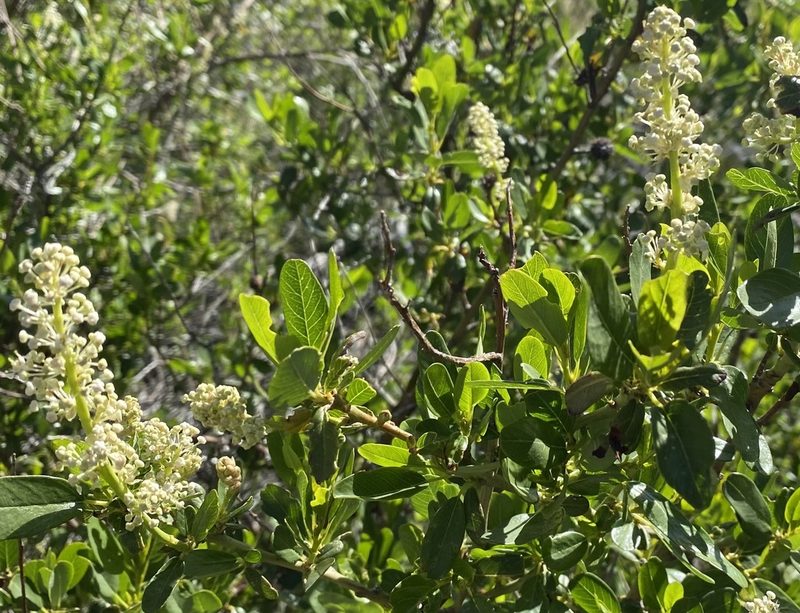 Ceanothus palmeri, photographed by Ingo Renner