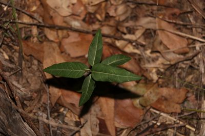 Leichhardtia coronata, photographed by Greg Tasney