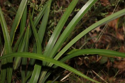 Dianella caerulea, photographed by Greg Tasney