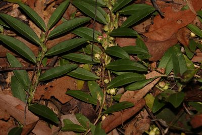 Eremophila debilis, photographed by Greg Tasney