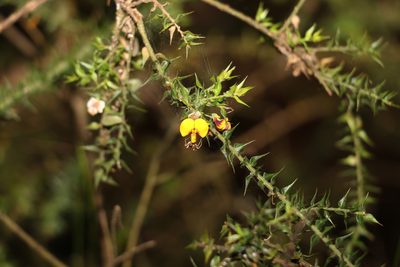 Daviesia villifera, photographed by Greg Tasney