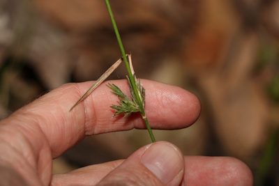 Entolasia stricta, photographed by Greg Tasney