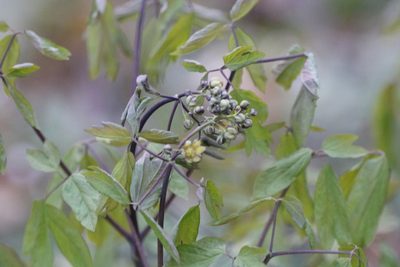 Caulophyllum giganteum, photographed by jyoung2399