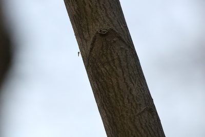 Amelanchier arborea, photographed by jyoung2399