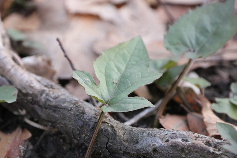 Nabalus altissimus, photographed by jyoung2399