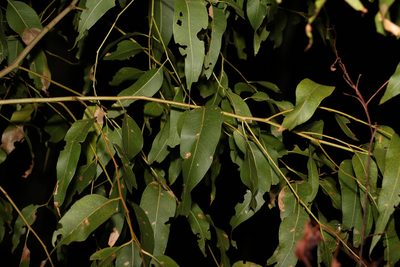 Corymbia citriodora, photographed by Greg Tasney