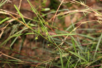Polymeria calycina, photographed by Greg Tasney