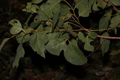Eucalyptus fibrosa, photographed by Greg Tasney