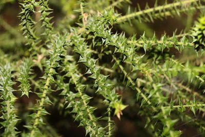 Daviesia villifera, photographed by Greg Tasney