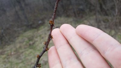 Zanthoxylum americanum, photographed by Eric Schmidt