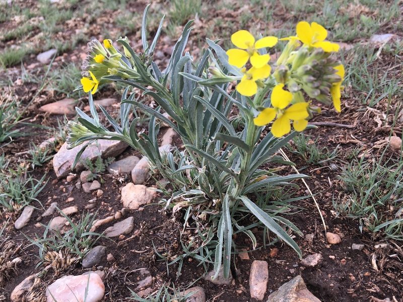 Erysimum asperum, photographed by Shalana Gray