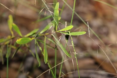 Persoonia sericea, photographed by Greg Tasney